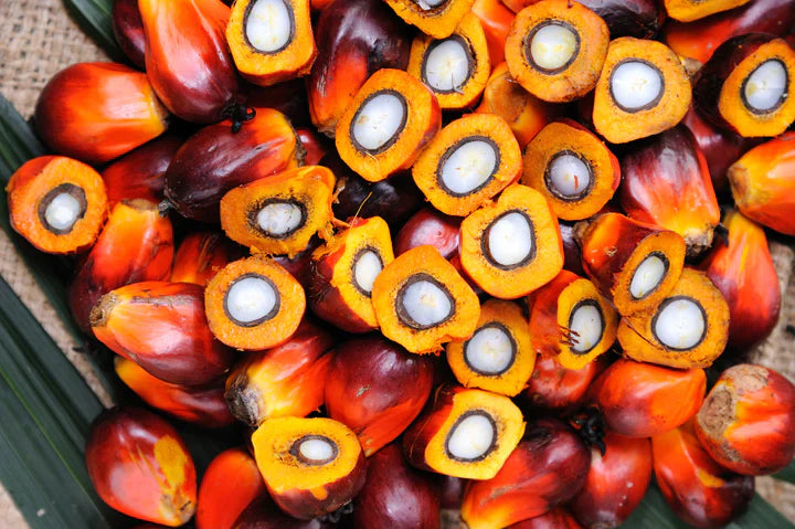 batana-oil-for-hair-growth_2044x_cc0f0370-4cab-46f5-9e0f-732a2708b772.webp